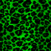 tmavo zelena leopard