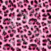 bledo ruzova leopard[1]