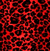 cervena leopard